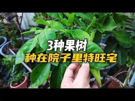 北部適合種什麼水果